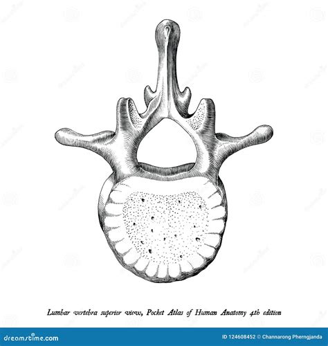 Lumbar Vertebra Superior View Anatomy Hand Draw Vintage Clip Art Stock