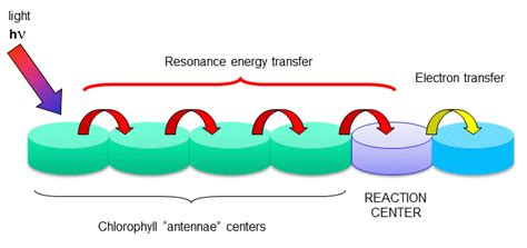 D2. Photoexcitation and Electron Transfer - Biology LibreTexts