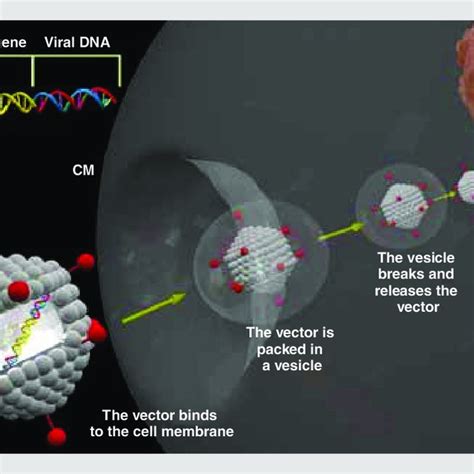 Gene therapy using an adenovirus as vector. The "new" gene (that which ...