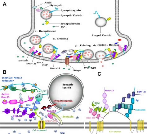 Frontiers New Insights Into Interactions Of Presynaptic Calcium