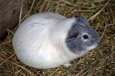 Guinea Pig Pregnancy 101: Signs and Care Guide (2025) | GuineaPigOwner