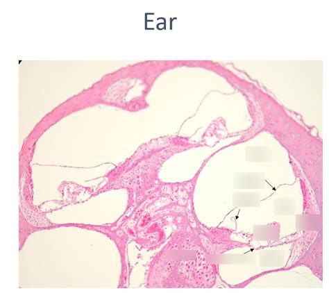 Ear Histology Diagram Quizlet