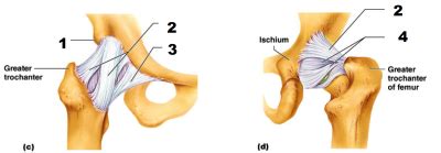 Hip Joint Ligaments Diagram | Quizlet