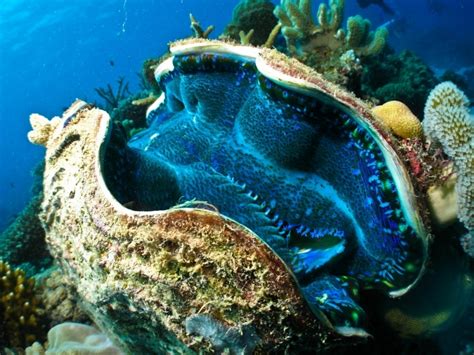 Giant Clam Ocean Treasures Memorial Library