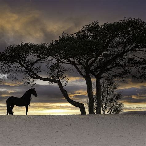 sue mcintosh photography   tonight   photo critiqued