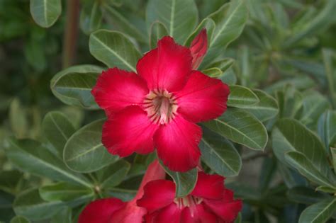 Free Images Nature Blossom Flower Petal Bloom Floral Red