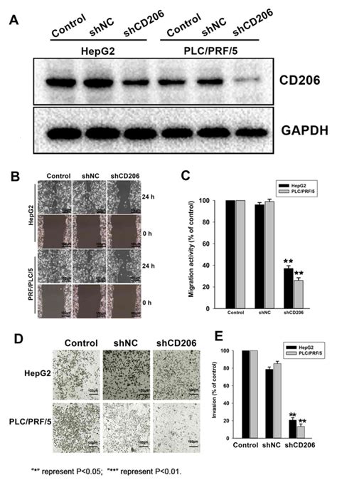 Identification Of Cd206 As A Potential Biomarker Of Cancer Stem‑like