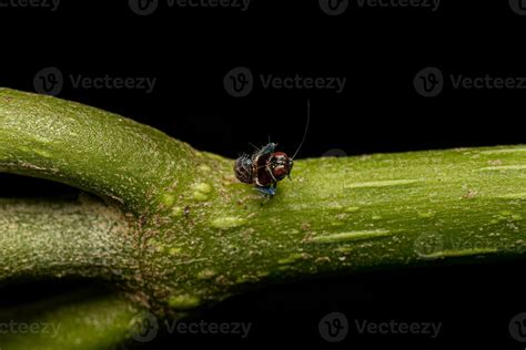 Typical Leafhopper Nymph 26760269 Stock Photo at Vecteezy