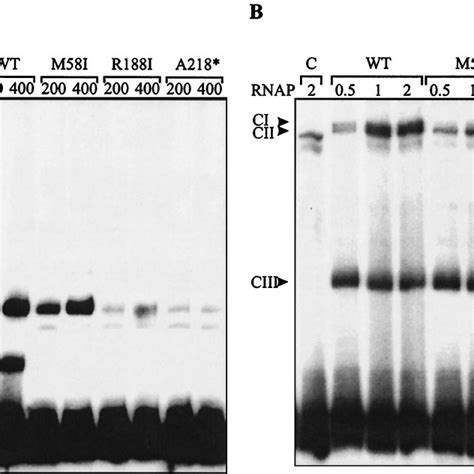 A Emsa With A 32 P Labeled Hly Promoter Dna Fragment And Protein