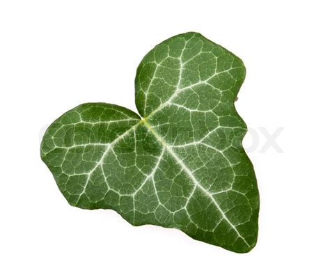 ivy leaf stock image colourbox