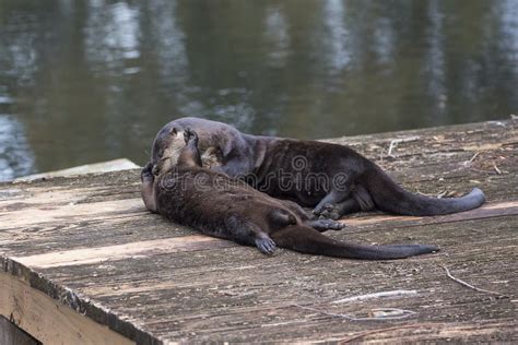 River Otters Playing Around Stock Photos - Free & Royalty-Free Stock ...