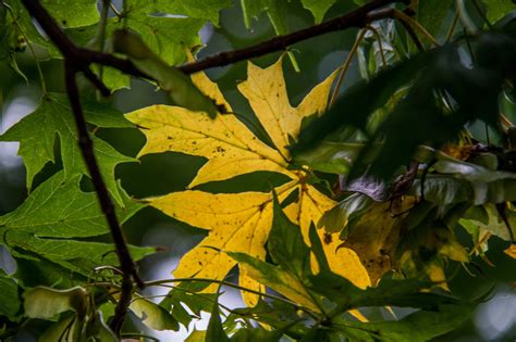 Wallpaper Sunlight Garden Nature Park Branch Green Yellow