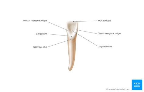 Maxillary Central Incisor Diagram