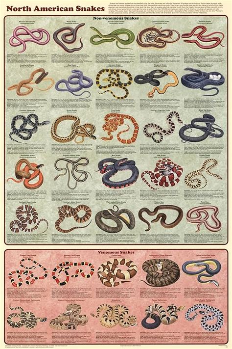 Amazon AllPosters Wall Poster North American Snakes Educational