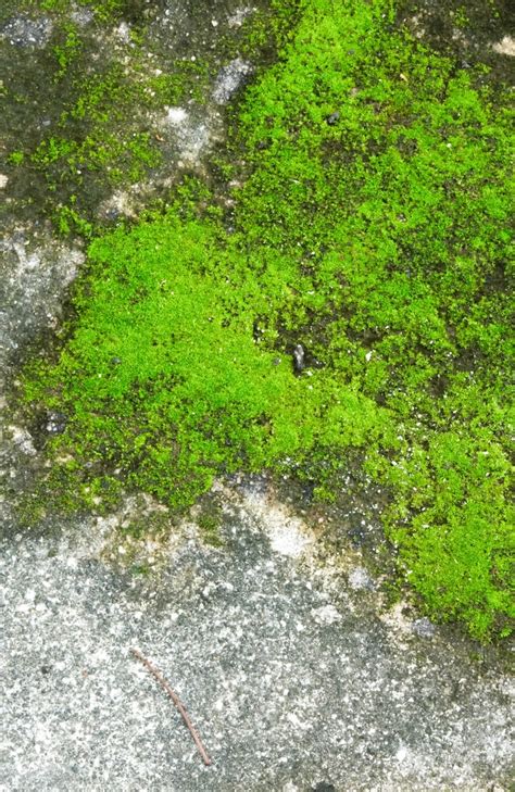 How To Remove Moss From Concrete — 6 Ways To Remove It