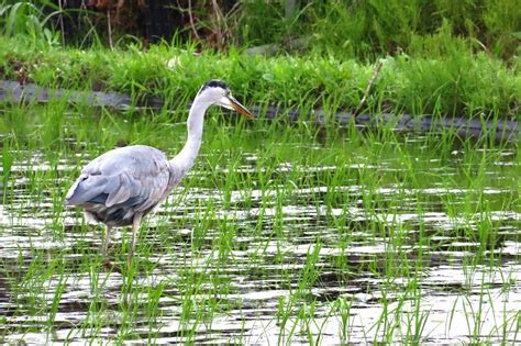 田んぼの鳥たち : ぶらり散歩 ～四季折々フォト日記～