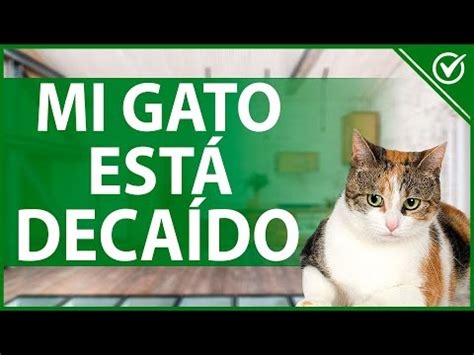 C Mo Ayudar A Mi Gato Si No Quiere Comer Y Est Deca Do