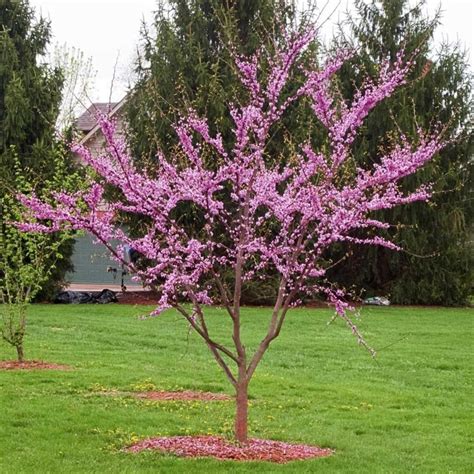 Redbud Tree Eastern Redbud Tree Redbud Tree Eastern Redbud