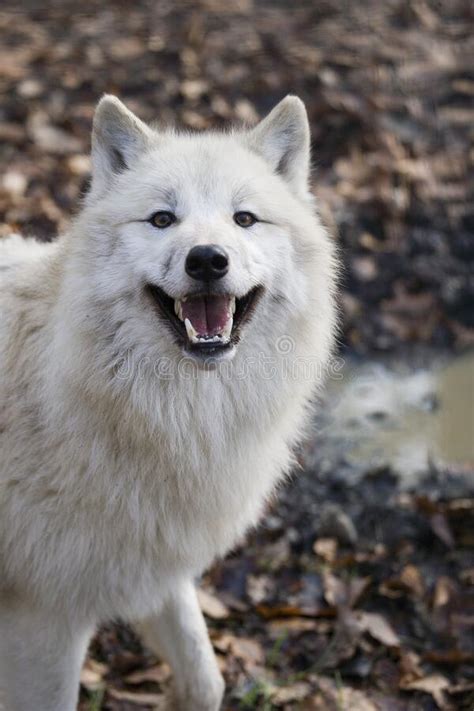 LOUP BLANC DE LA TOUNDRA Canis Lupus Tundrarum Imagem De Stock Imagem