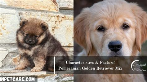 Pomeranian Golden Retriever Mix: A Complete Guide (+Photos)