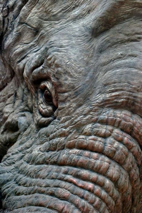 Elephant skin texture. | Elephant, Animals beautiful, Animals wild