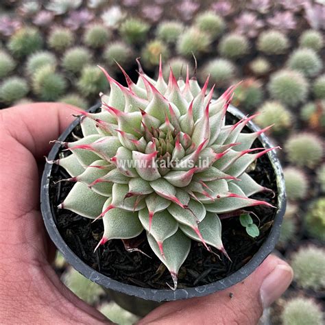 Graptoveria Plants For Sale From Kaktus Id Source Quality Cactus And