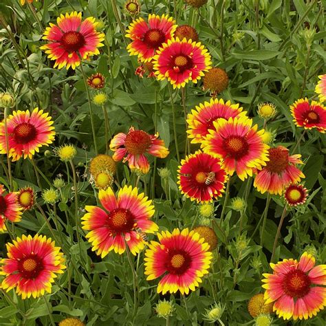 Gaillardia Aristata Blanket Flower Wildflower Seed Wildflower Seeds