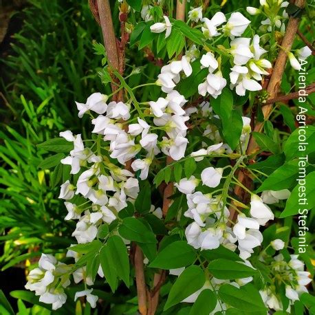 Rhyncospermum Jasminoides Vendita Piante Online LeTuePiante