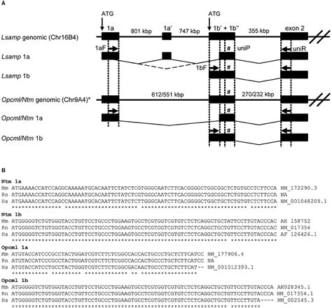 Frontiers Promoter Specific Expression And Genomic Structure Of IgLON