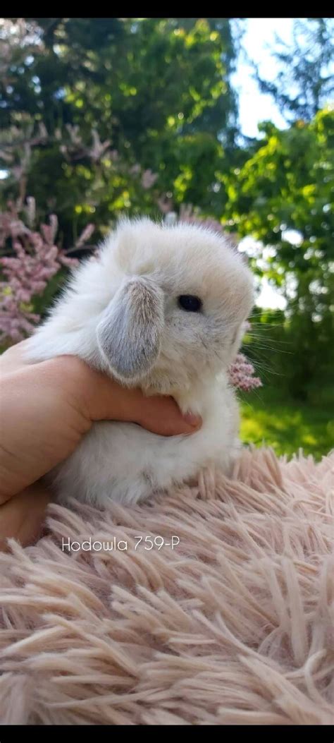 Mini Lop Baranek Miniaturka Metryka Chip Badania Rypin Kup Teraz Na