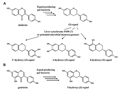 Figure From Regioselective One Pot Synthesis Of Hydroxy S Equols