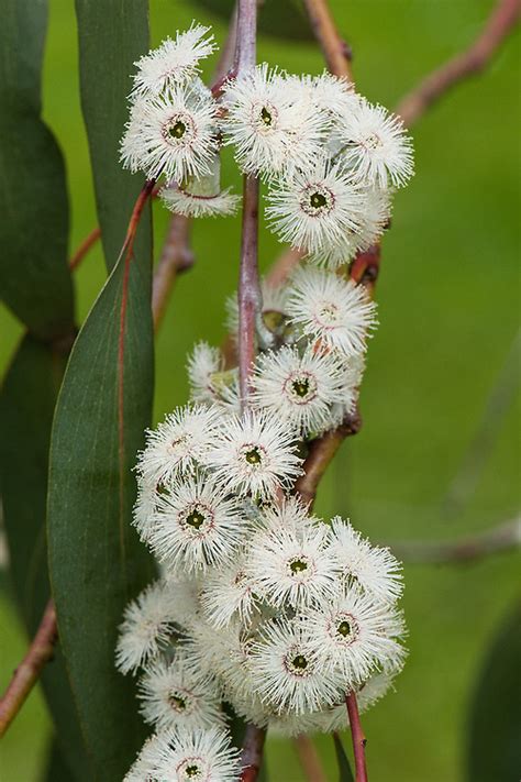 Eucalyptus Pauciflora Subsp Debeuzevillei Alan Buckingham