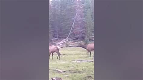 Elk Gets Angry At Another Elk Youtube