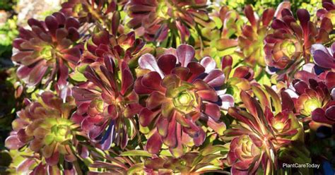 10 Popular Aeonium Varieties and Types To Grow and Collect