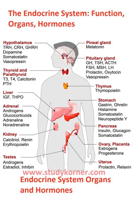 Endocrine System Organs and Hormones - StudyPK