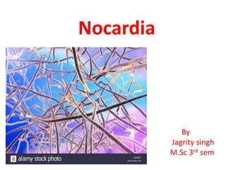 Nocardia | PPT