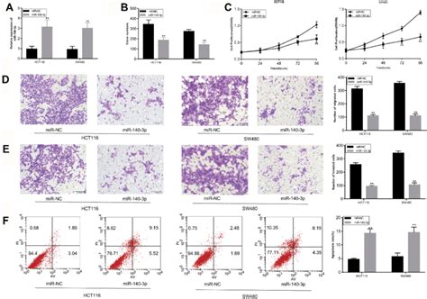 Mir P Regulates The Proliferation Migration Invasion And