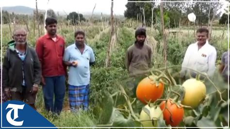 Tomatoes Worth Rs 27 Lakh Stolen From Karnataka Farm As Rising Prices