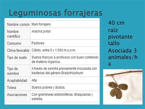 255508630 Caracteristicas Morfologicas De Los Pastos Del Ecuador Pptx