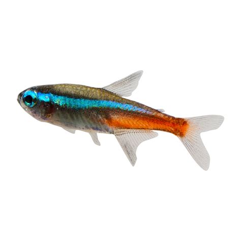 Petco Fish
