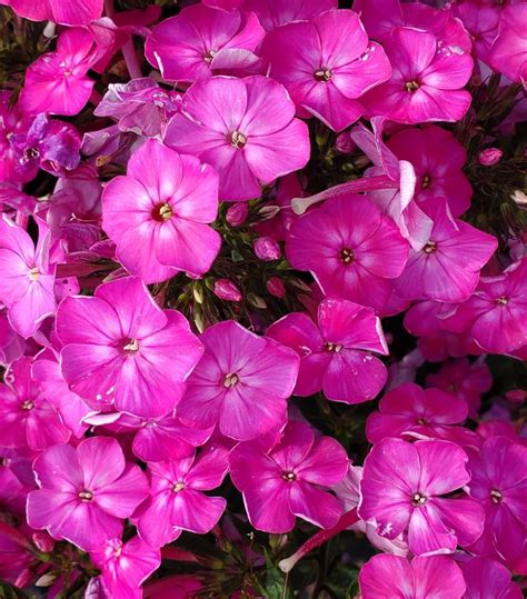 Phlox Volcano® Pink Volcano® Pink Garden Phlox from Prides Corner Farms