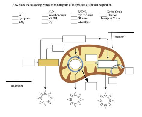 Respiration Process Diagram Diagram | Quizlet