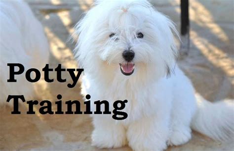 Coton de Tulear Puppies. How To Potty Train A Coton de Tulear Puppy. Coton de Tulear House ...