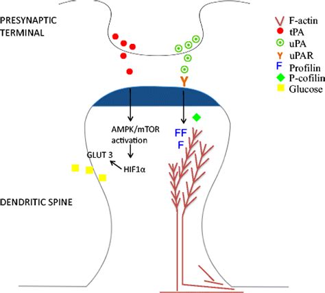 Schematic Representation Of Tpa And Upa On The Post Synaptic Density Download Scientific