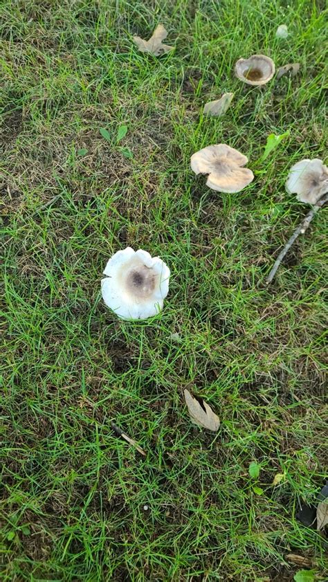 Agaricus Sect Xanthodermatei From Fulton County On August 18 2023 At