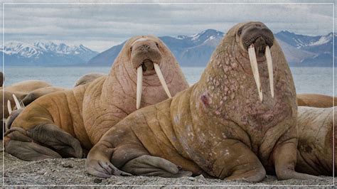 Eons: How the Walrus Got Its Tusks