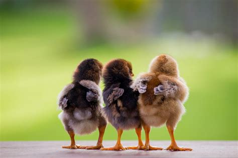 POULTRY CAGES MKULIMA JOVIAL