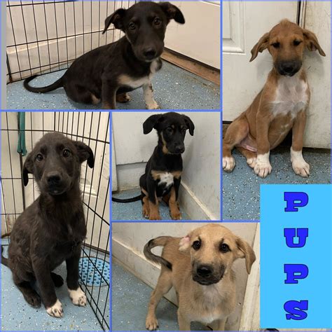 Featured pets: puppies! - The Vermont Journal & The Shopper