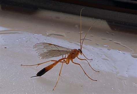 What To Do If Ichneumon Wasp Stings Helpful Tips What S That Bug