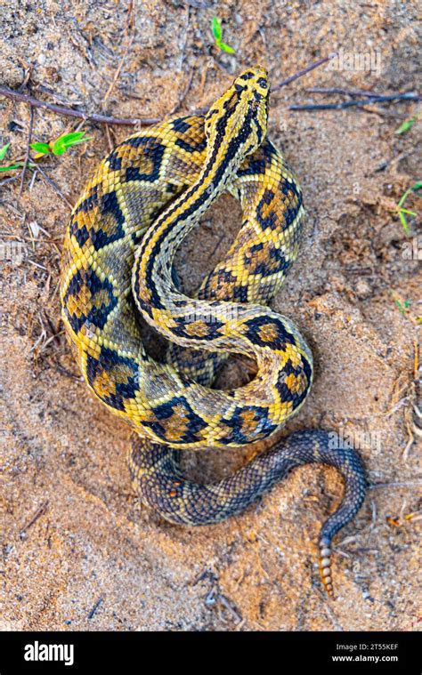 Neotropical Rattlesnake Crotalus Durissus In A Savannah Kourou